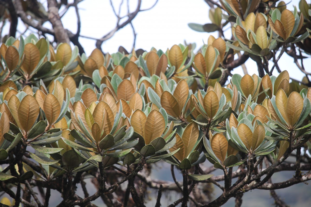 Palaquium rubiginosum (Thwaites) Engl.